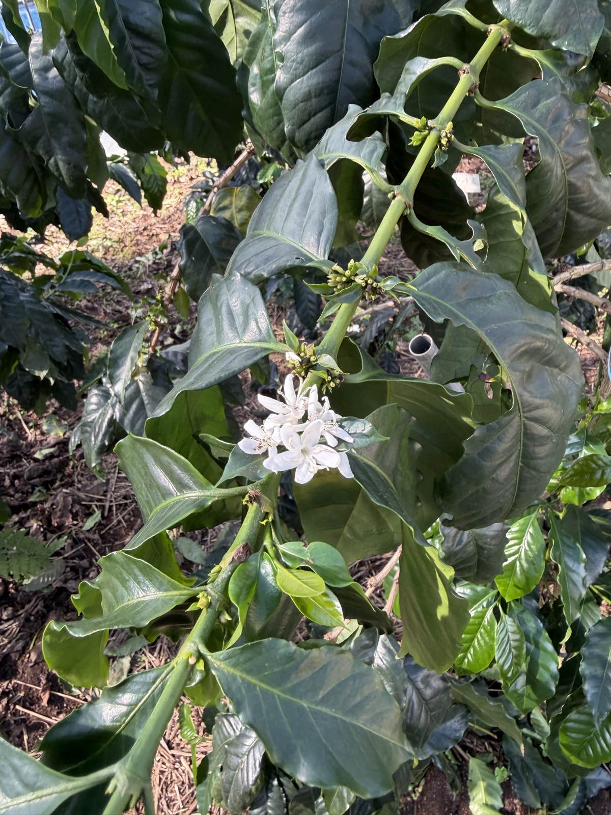 コーヒーの花の房・クローズアップ