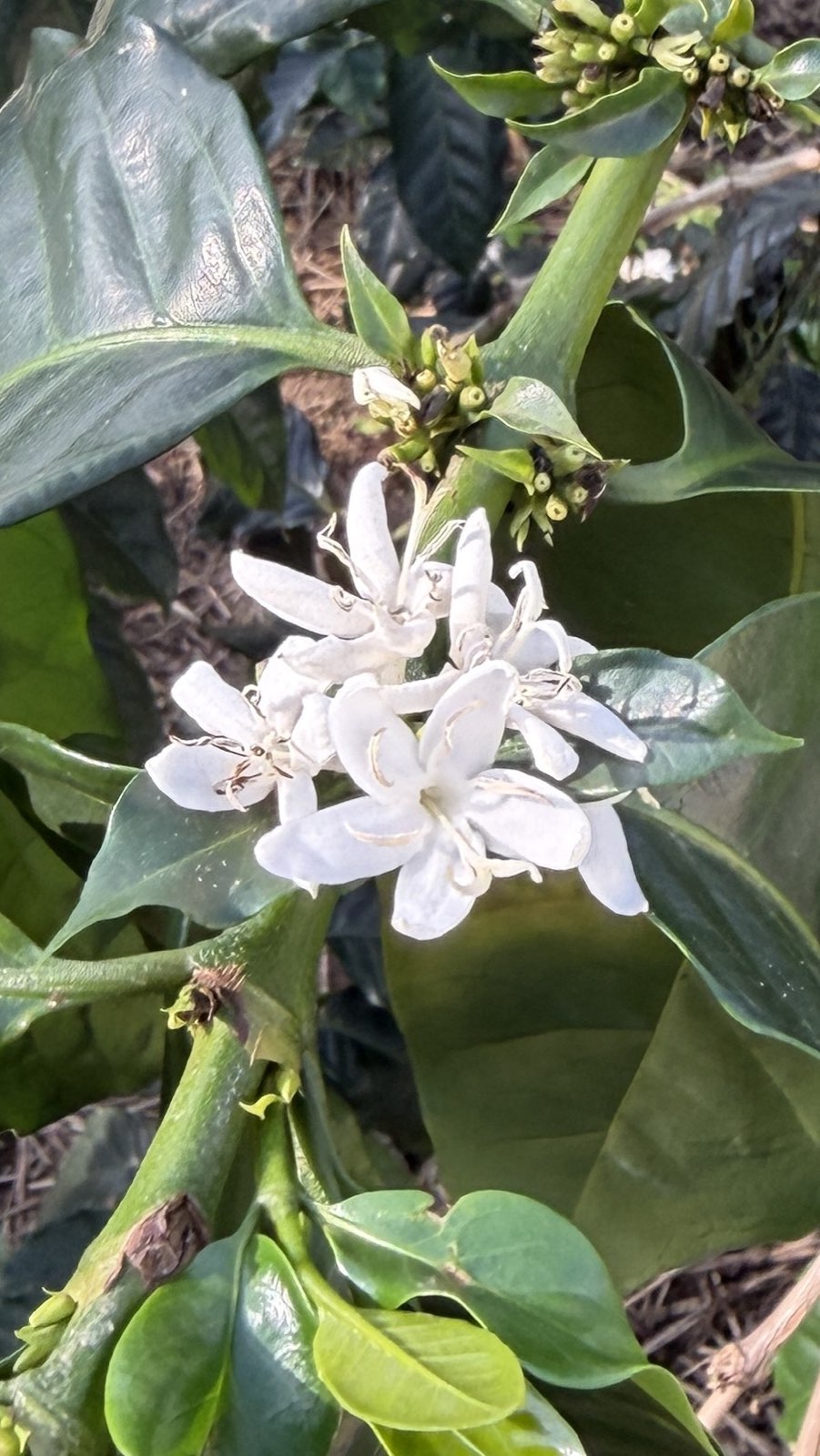 コーヒーの花が咲いた｜南阿蘇で見た開花と着果の記録【後藤コーヒーファーム】