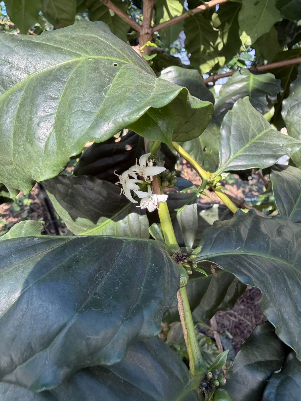 7月に咲いていたコーヒーの花
