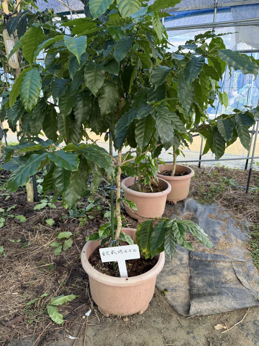 自宅栽培モデルの鉢植え