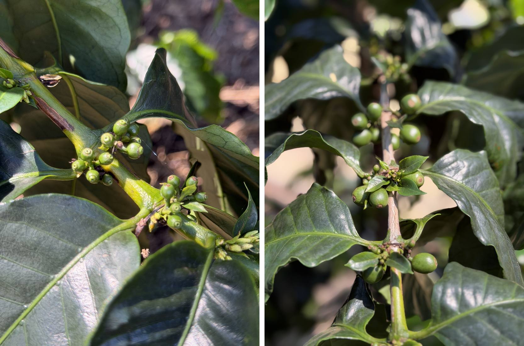 後藤コーヒーファーム7月｜猛暑の脇芽摘みと木酢液散布、チェリー35個で1杯の重み