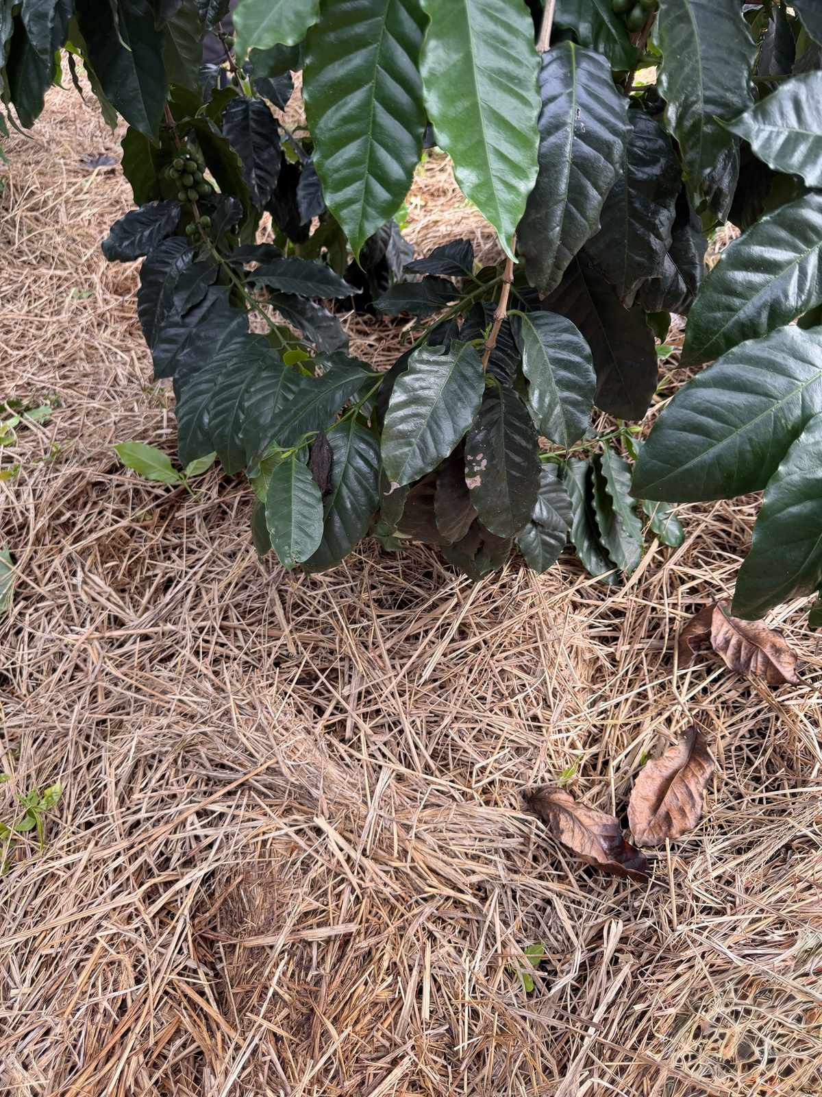 コーヒーの木の根元に厚く敷き詰められた阿蘇の草原野草