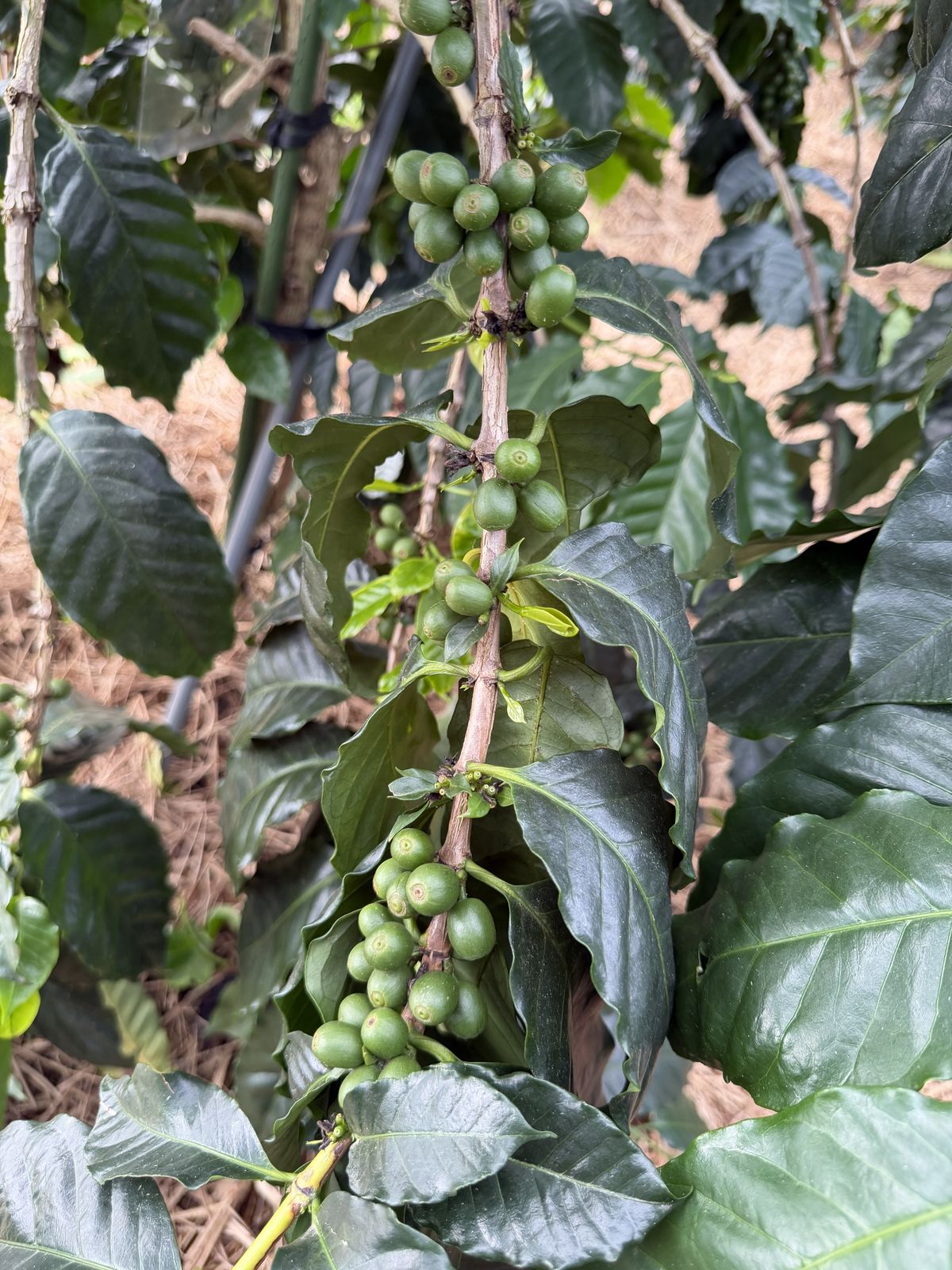 南阿蘇でコーヒーを育てる｜10月、冬支度が始まる農園と成長するチェリー