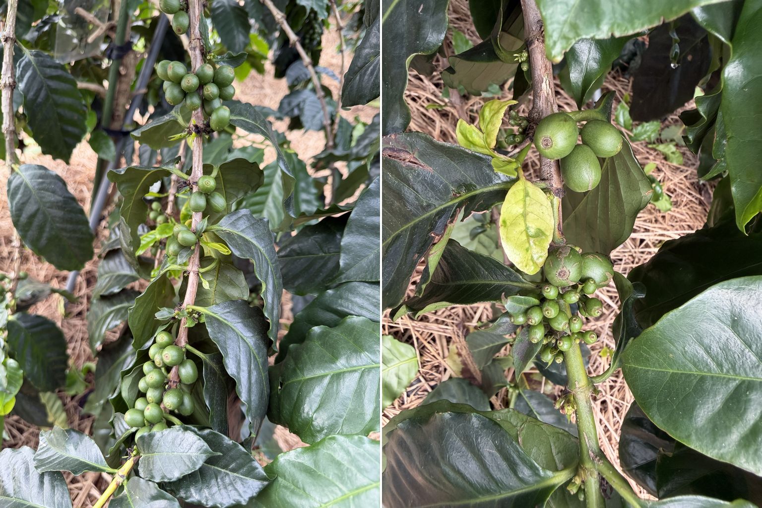 左：コナ由来のコーヒーの木の枝に、房になって実る緑色のコーヒーチェリー。右：同じ枝に実る、大きく育ったチェリーとまだ小さいチェリー