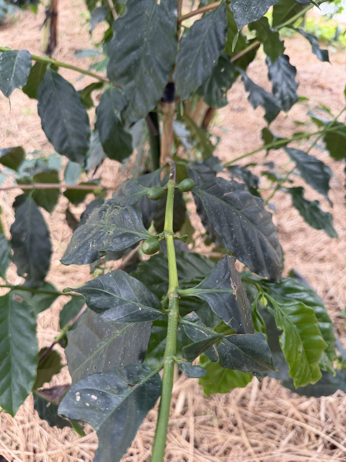 もう一本のオーナーの木の枝に実る、数粒の緑色のコーヒーチェリー