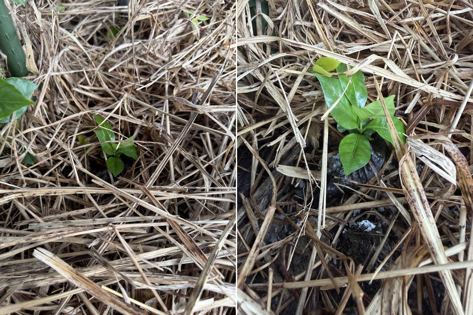 左：草原野草の間からのぞく、自然に発芽した小さなコーヒーの木。右：草をよけて姿を見せた、自然発芽したコーヒーの苗