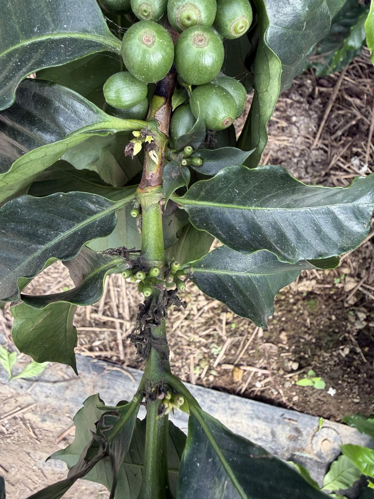 花が咲き終わった後の枝と、これから膨らむ小さな実