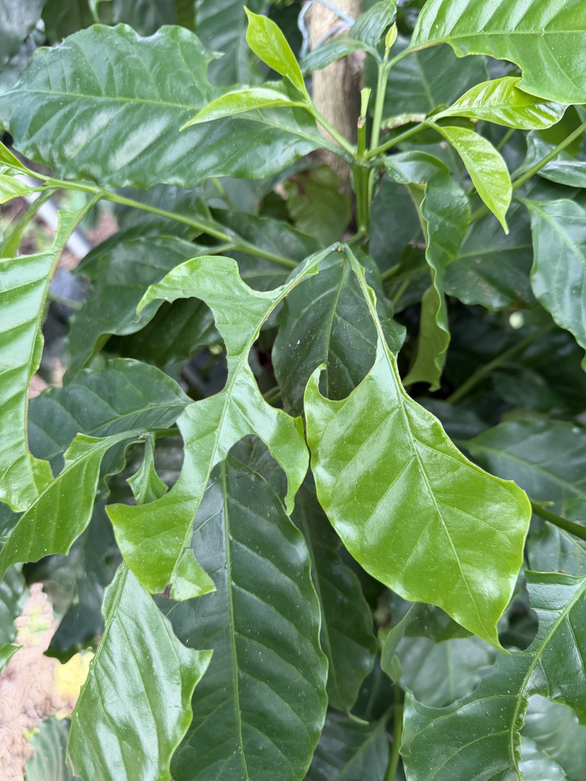 害虫による食べ跡が見られたコーヒーの新しい葉