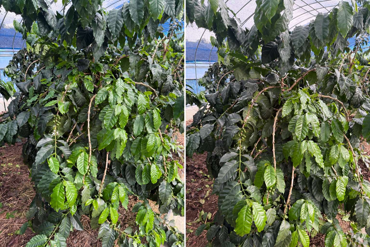 オーナーの木の脇芽を摘む前と後を並べた比較写真