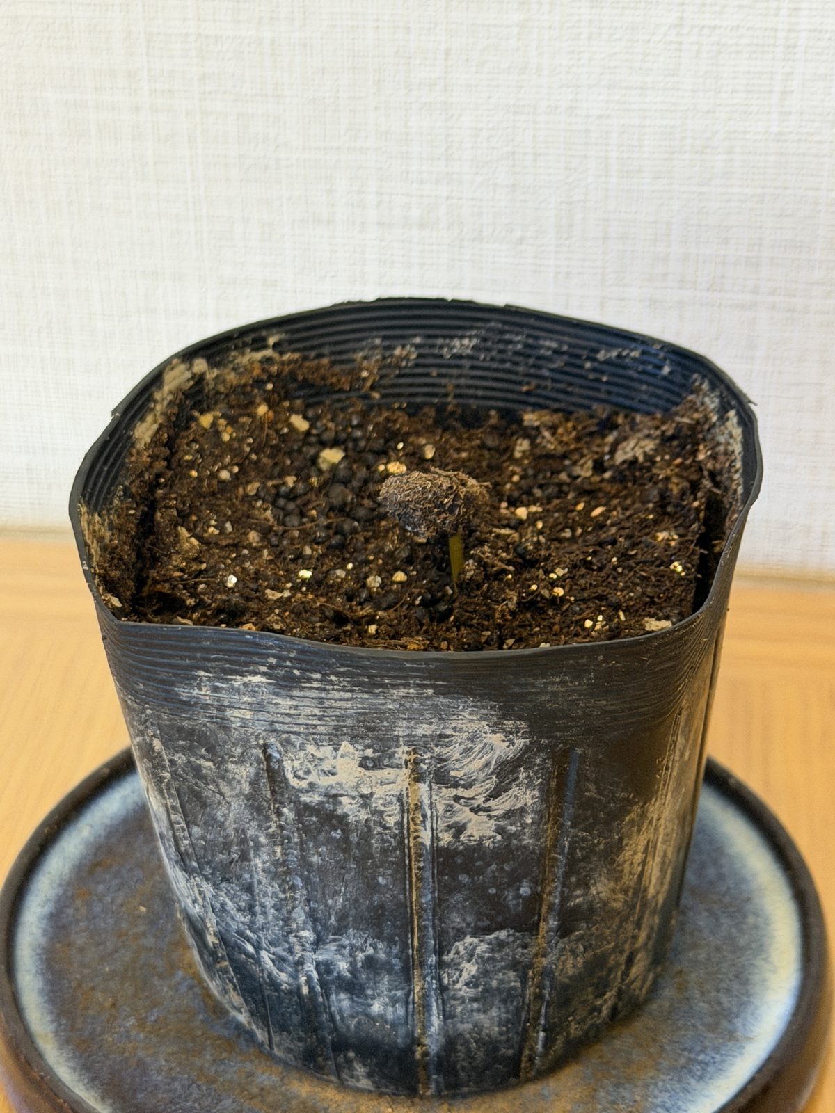 9月14日、茎が伸びてきた芽