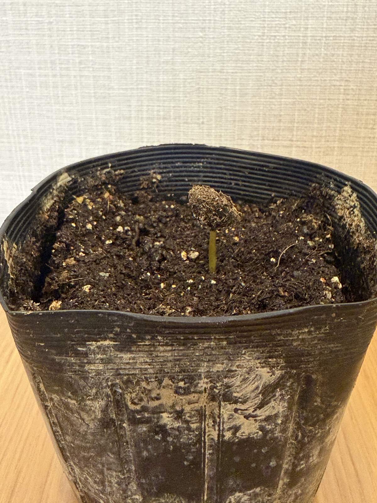 コーヒーの種が82日後に発芽｜12粒中1粒、初めての種まきで学んだこと