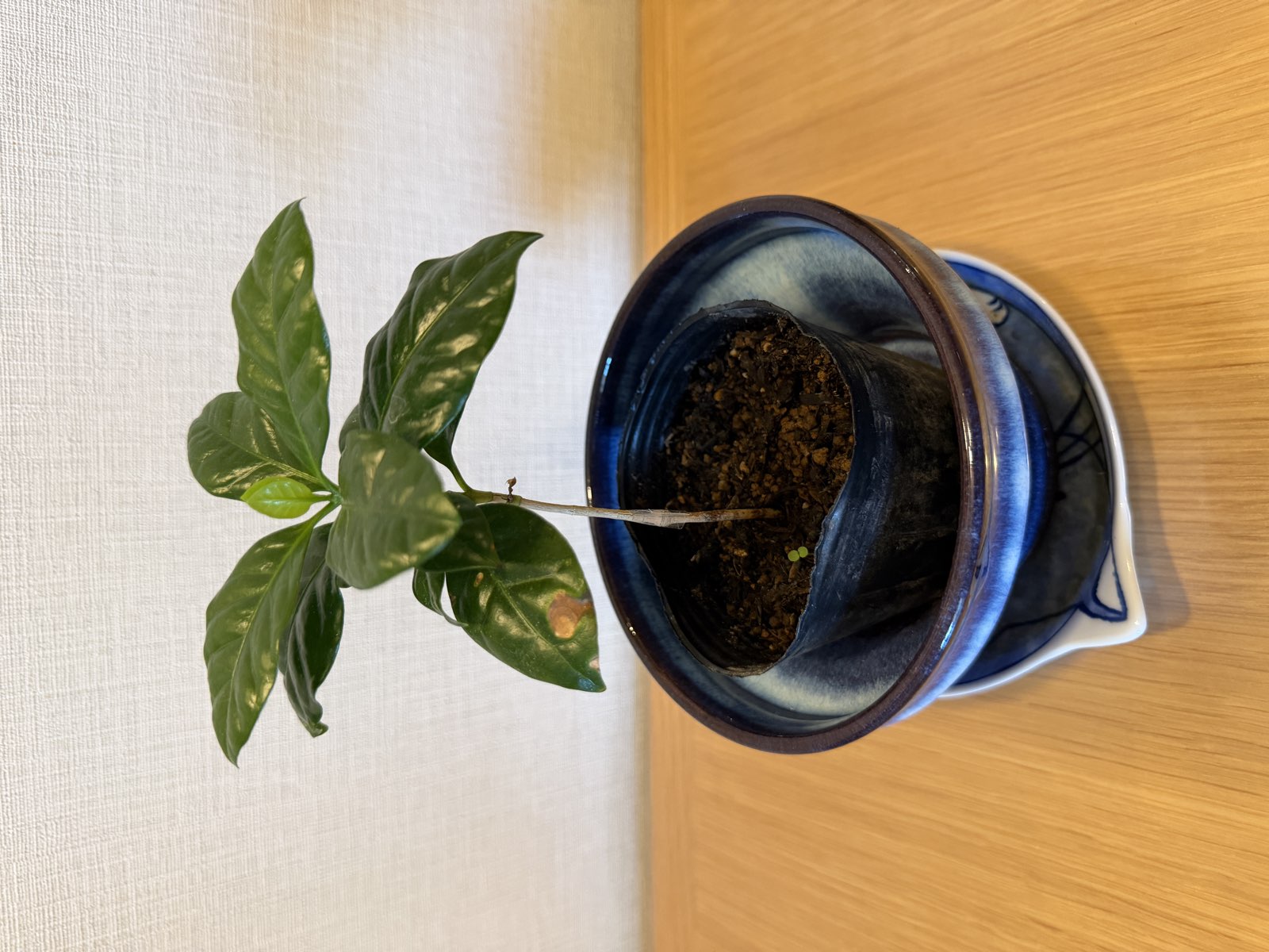 自宅で育てている鉢植えのコーヒーの木